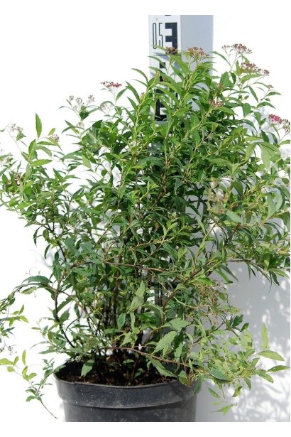 Спірея японська Ентоні Ватерер - 3л/вис.50см/Ø30-40см