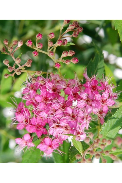 Компактна спірея Ентоні Ватерер із насиченими квітами.