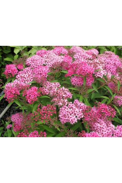 Спірея японська Ентоні Ватерер з рожевими квітами.