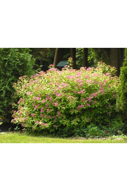 Ентоні Ватерер — яскравий акцент у вашому саду.