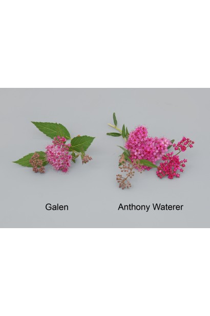 Spiraea japonica / bumalda Anthony Waterer