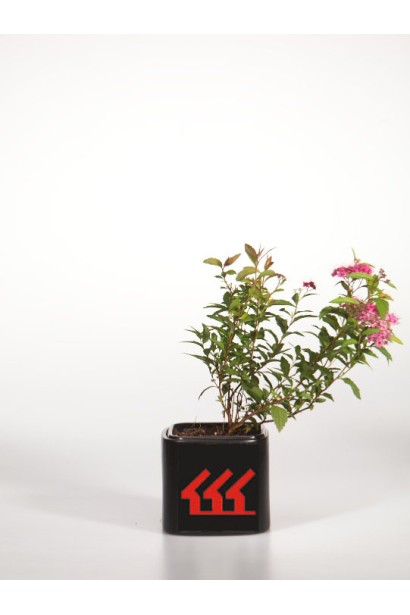 Спірея японська Ентоні Ватерер