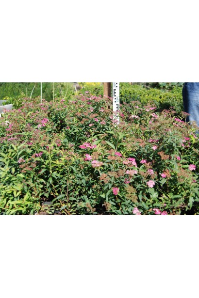 Легкий у догляді кущ спіреї Ентоні Ватерер.