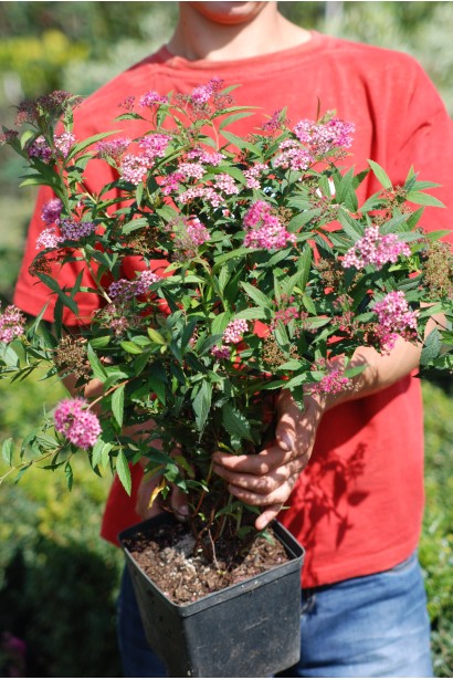 Яскравий літній кущ — спірея Ентоні Ватерер.