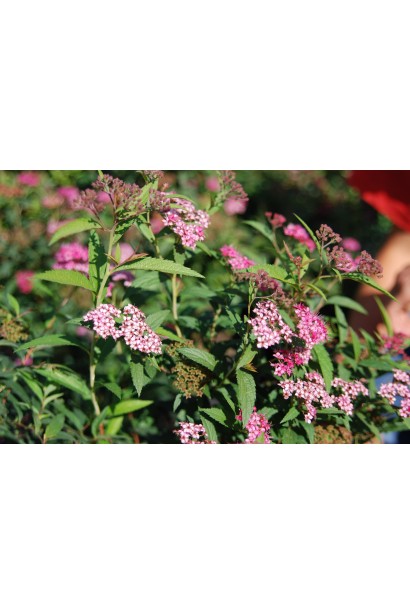 Вишуканий кущ спіреї Ентоні Ватерер для декору.