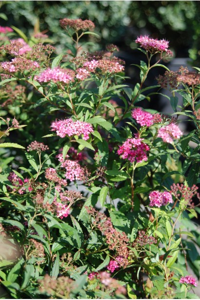 Рожеві квіти спіреї Ентоні Ватерер на клумбі.