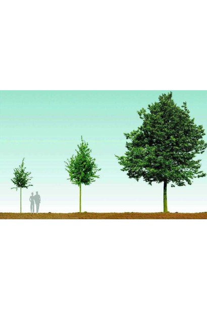 Липа дрібнолиста / серцелиста