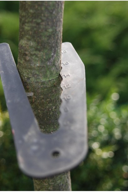 Липа дрібнолиста обхват стовбура 14-16 см