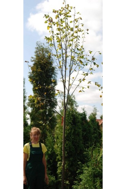 Липа серцелиста