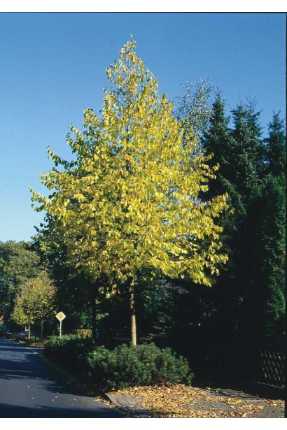 Липа серцелиста жовте листя восени