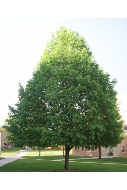 Липа дрібнолиста молоде дерево з широко конічною кроною