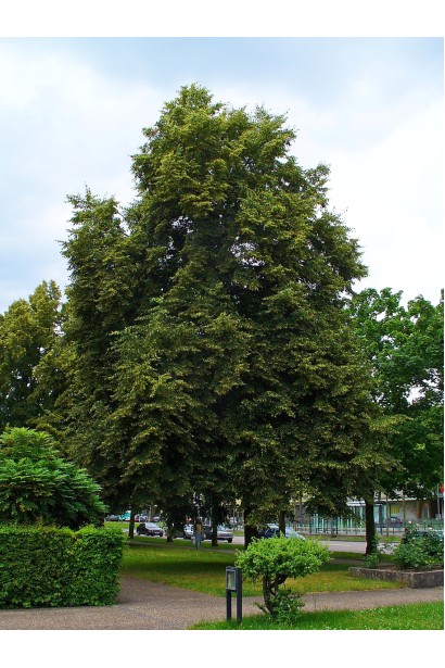 Tilia cordata