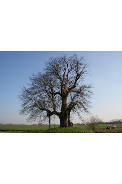 Старе дерево липи серцелистої