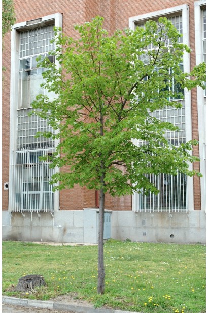 Липа дрібнолиста солітер