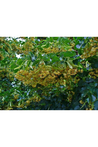 Липа серцелиста цвітіння