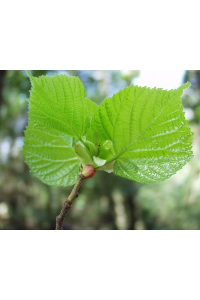 Молоде салатове листя липи широколистої