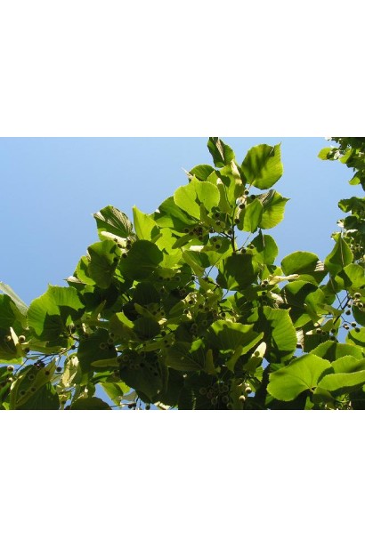 Tilia platyphyllos