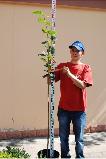 Липа широколиста саджанець 150-180 см