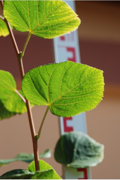 Липа широколиста листя