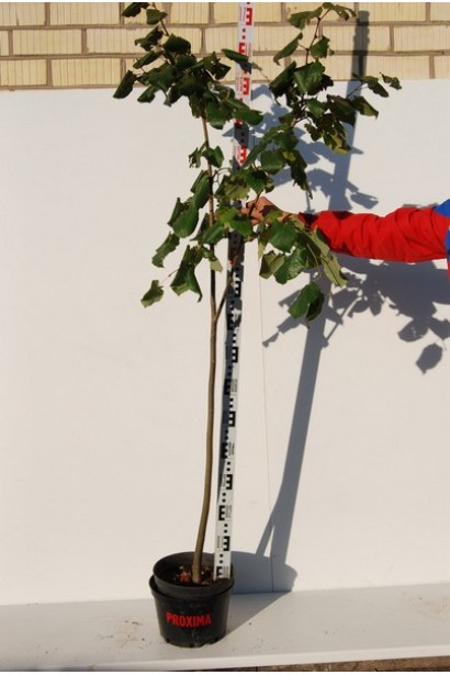 Липа широколиста в контейнері 160-180 см