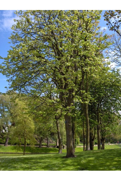 Липа крупнолиста