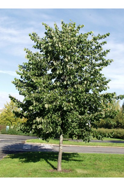 Липа широколиста