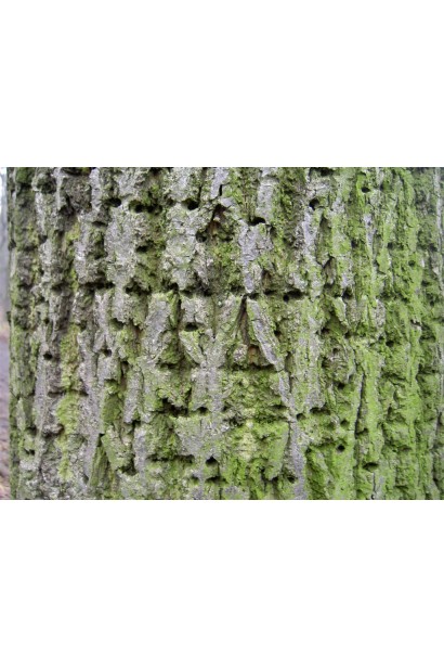 Кора липи крупнолистої