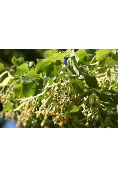 Липа широколиста плоди-горішки