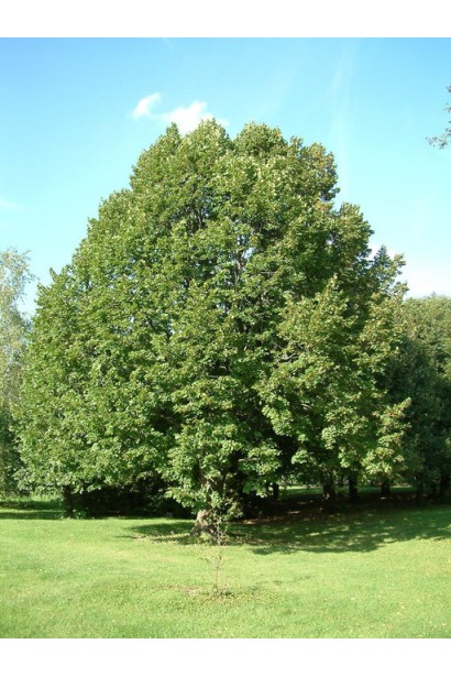 Липа великолиста