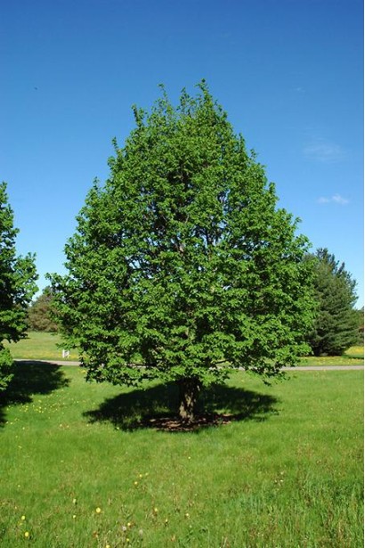 Липа широколиста дерево з широко пірамідальною густою кроною