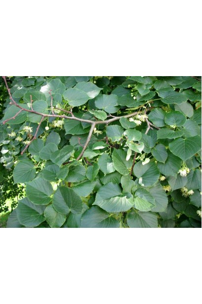 Липа широколиста кремово-білі квіти