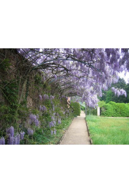 Вістерія посадка вздовж паркану