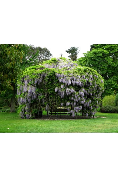 Wisteria sinensis в ландшафті