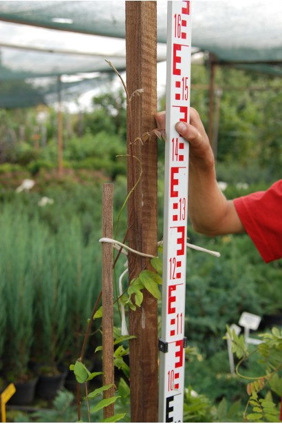 Вістерія китайська саджанець 120-140 см