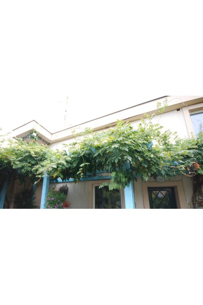 Вістерія / Гліцинія плетиста