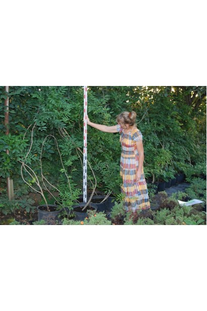 Гліцинія китайська саджанці в садовому центрі