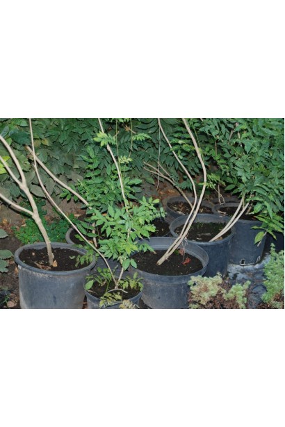 Вістерія китайська в горщиках