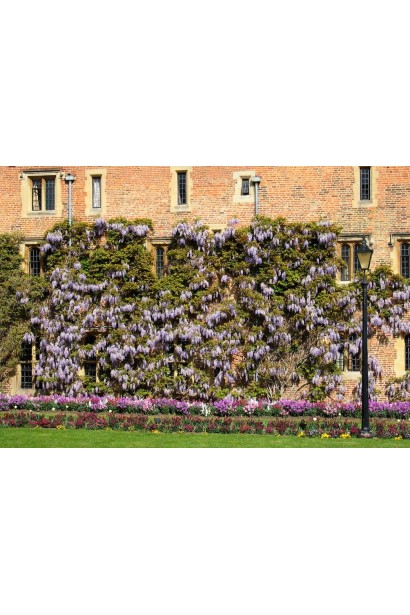 Застосування вістерії для обплетення стін будівлі