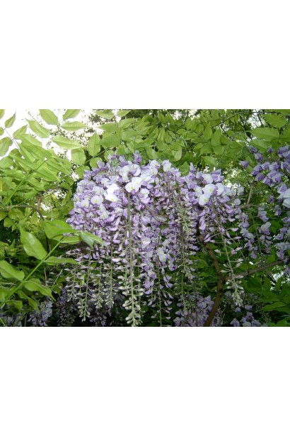 Вістерія / Гліцинія китайська 