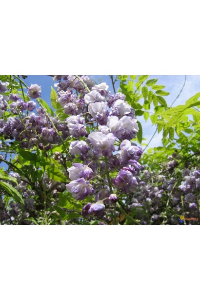 Вістерія китайська фіолетова