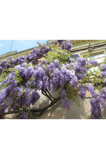 Вістерія китайська в’юнка декоративні ліана