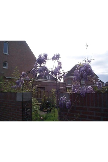 Вістерія фіолетові квіти