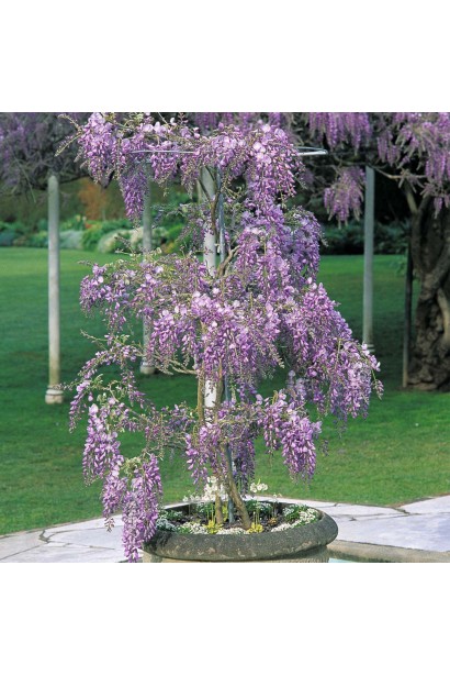 Wisteria sinensis