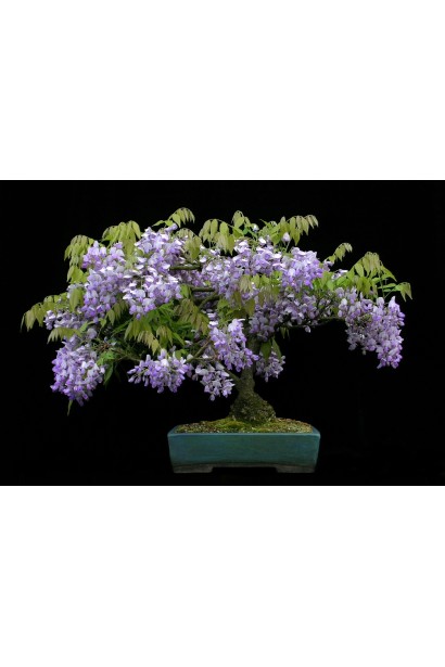 Вістерія бонсай