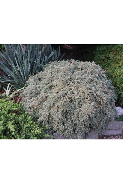 Кизильник сланкий Варієгатус в ландшафті