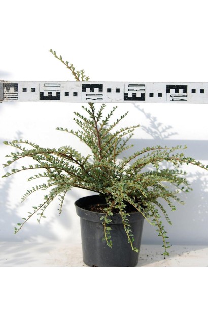 Кизильник Варієгатус діаметр крони 40-50см