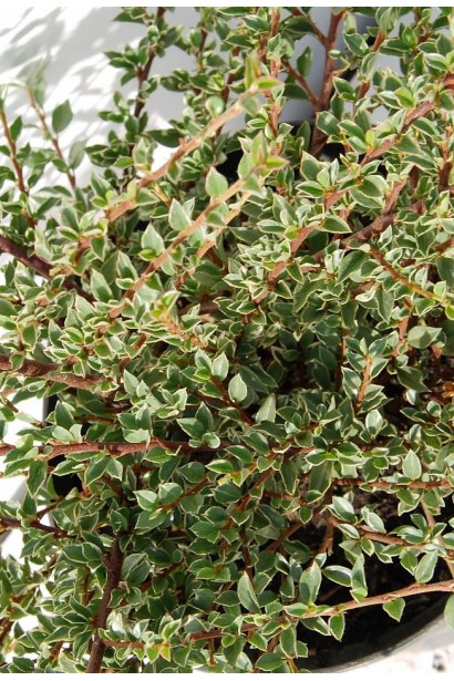 Кизильник ряболистий Variegatus