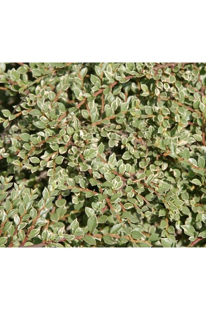 Cotoneaster atropurpureus Variegatus