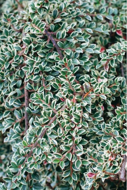 Кизильник горизонтальний ряболистий Варієгатус