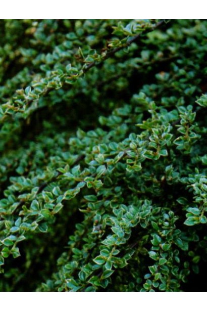 Кизильник варієгатний